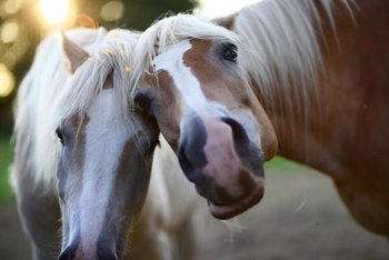 Foto: 2 Pferde gucken in die Kamera