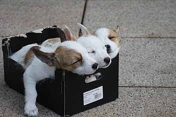 Foto: 3 Welpen schlafen im Schuhkarton