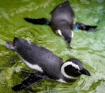 2 Pinguine im Wasser